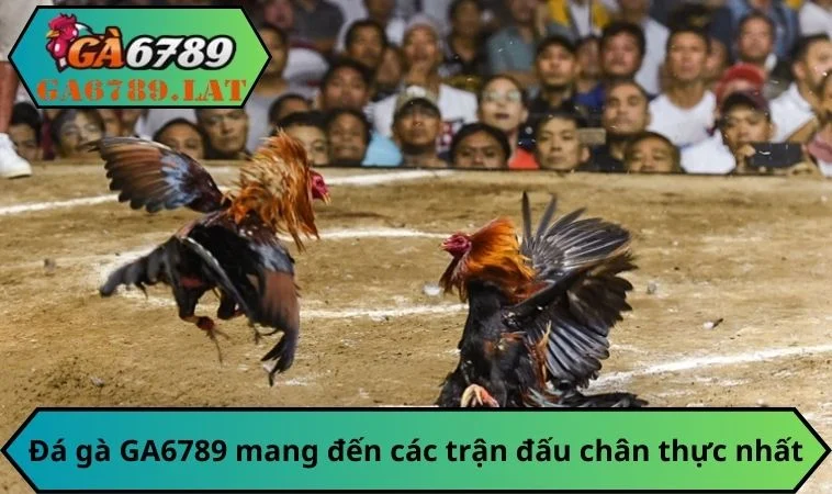 Đá gà GA6789 mang đến các trận đấu chân thực nhất